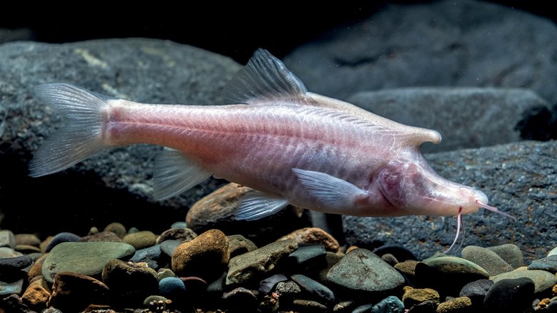 Живой экземпляр нового вида рыб Sinocyclocheilus longicornus. Источник: livescience.com