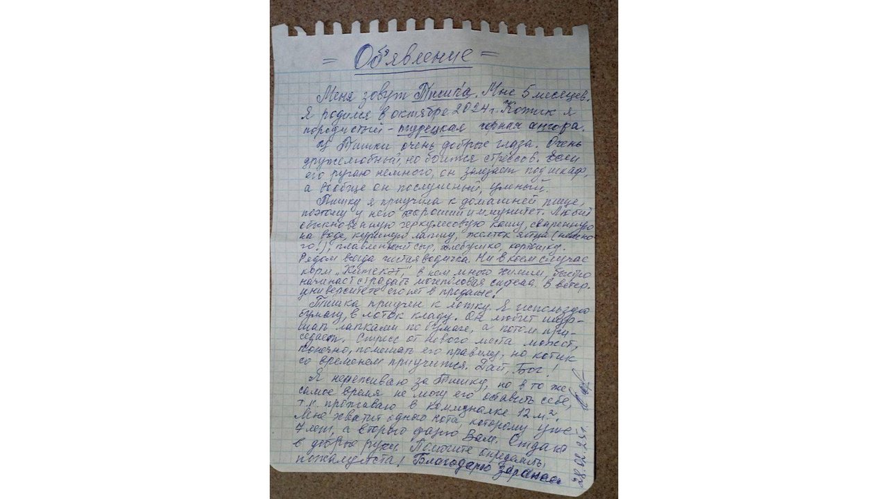 Брошенный у ТЦ кот покорил сердца омичей за считаные часы Брошенный у ТЦ кот покорил сердца омичей за считаные часы