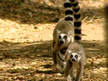 Кадр из BBC: Мадагаскар