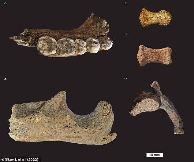 Так выглядели останки семьи неандертальцев. Фото: Nature