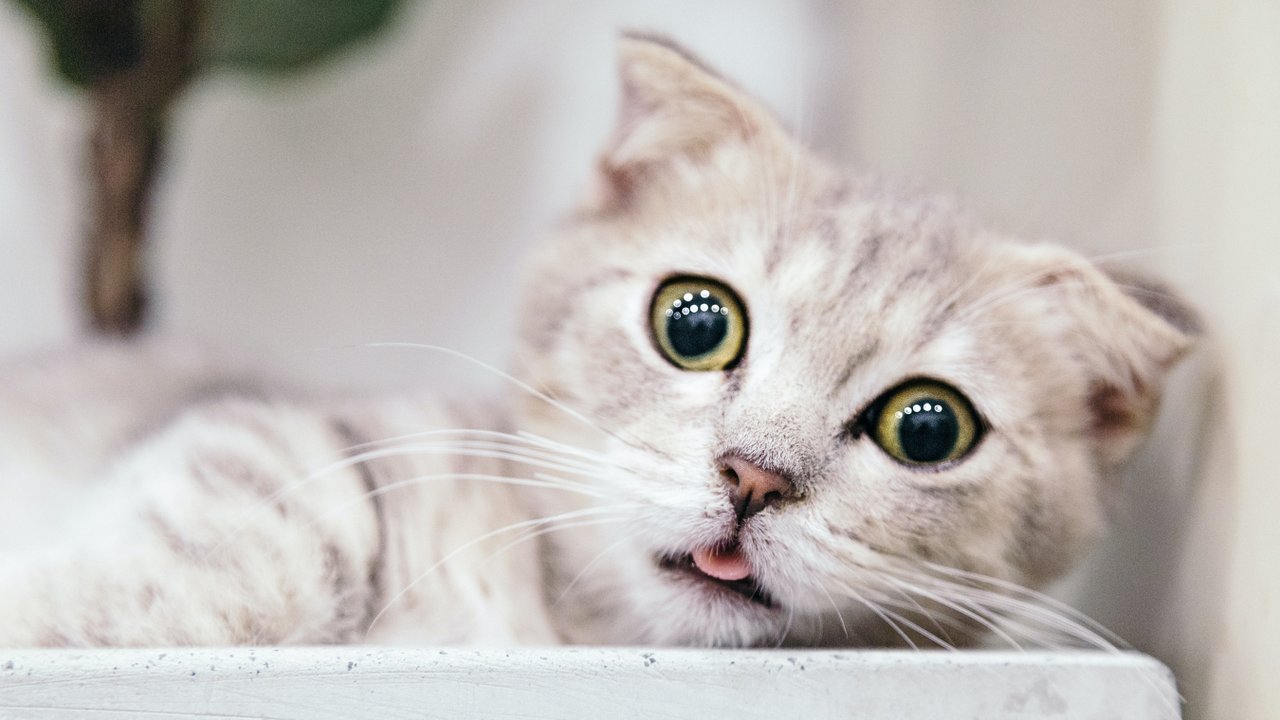 Кошка с удивленными глазами