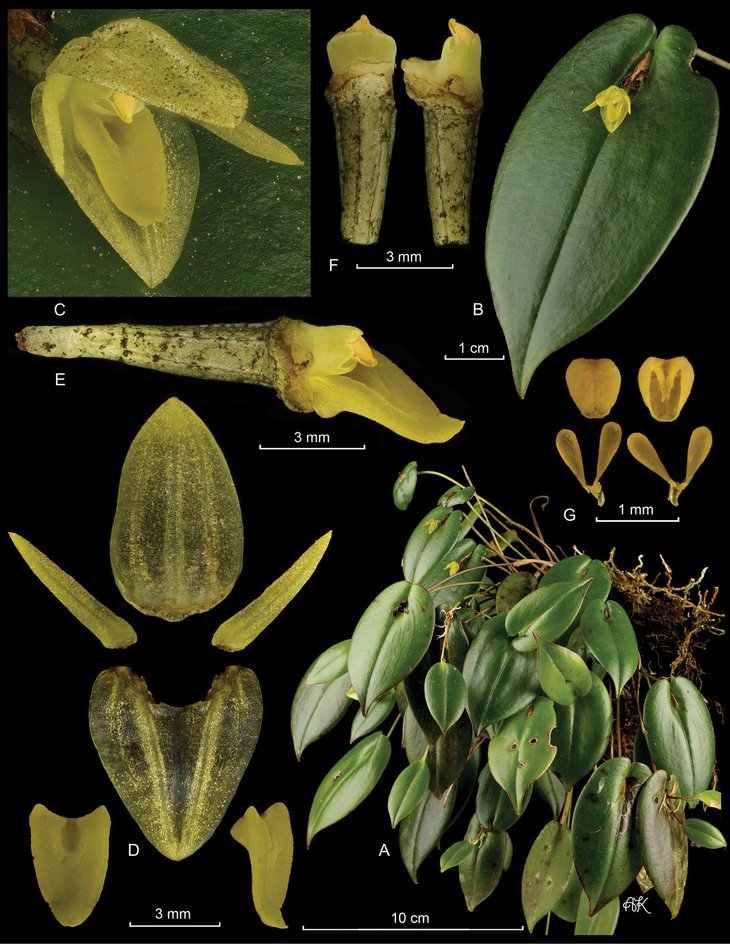 Pleurothallis matrisilvae Karremans Pleurothallis matrisilvae Karremans