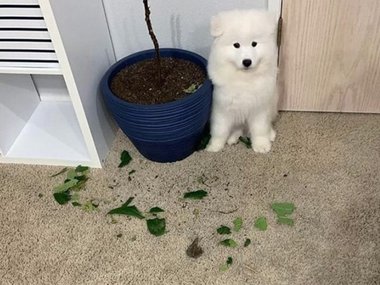 «Хорошая новость: мы завели собаку. Плохая новость: у нас больше нет цветка». Источник: @small.funny.pets (https://www.instagram.com/p/B0-KfyBpTcH/)