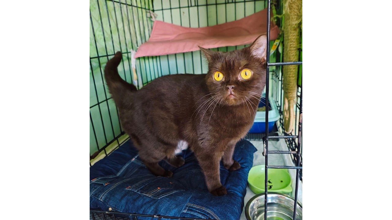 Кошка в клетке Кошка в клетке