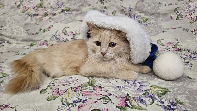 Фасолька из Тульской области