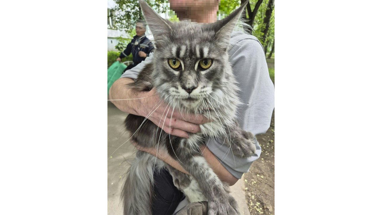 Кошку спасли
