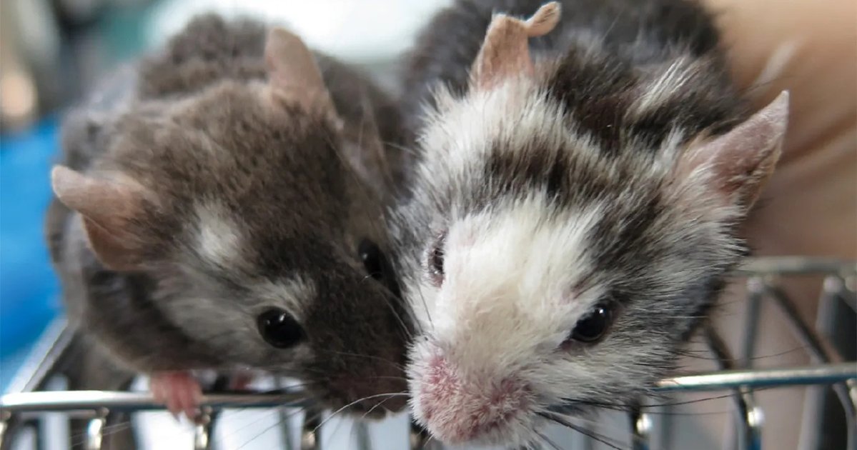 Ученые вырастили мышь с клетками мозга крысы