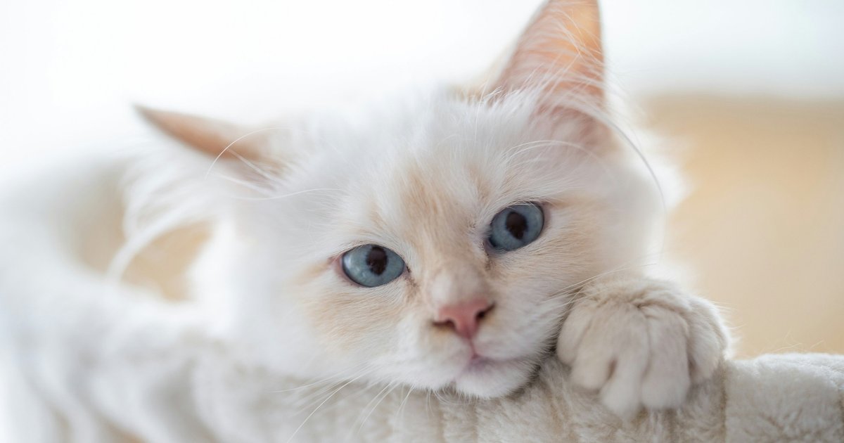 Кошки какой породы живут дольше всех: ответ ученых