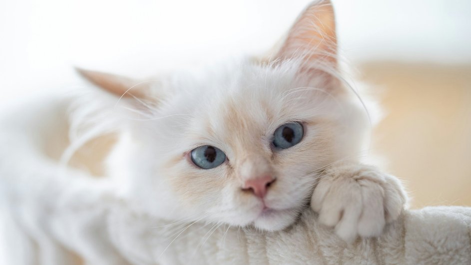 Белая кошка с голубыми глазами лежит в белой корзине