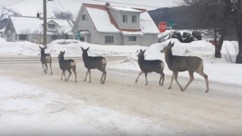 Стоп машина: канадские олени передвигаются в городе по ПДД