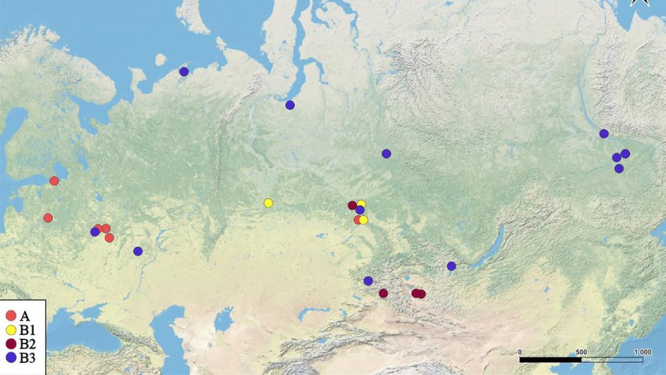 Распределение Pleuroxus truncatus в северной Евразии Распределение Pleuroxus truncatus в северной Евразии