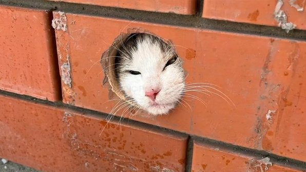 Кот застрял в трубе — пришлось воспользоваться болгаркой