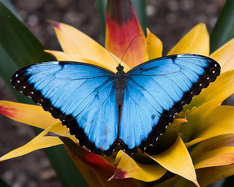 Голубой морфо — на самом деле крылья этой бабочки коричневого оттенка. Голубым цвет становится в результате преломления света. Фото: Энциклопедия животных