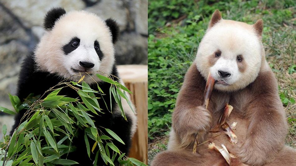 Сравнение обычной панды и коричневой