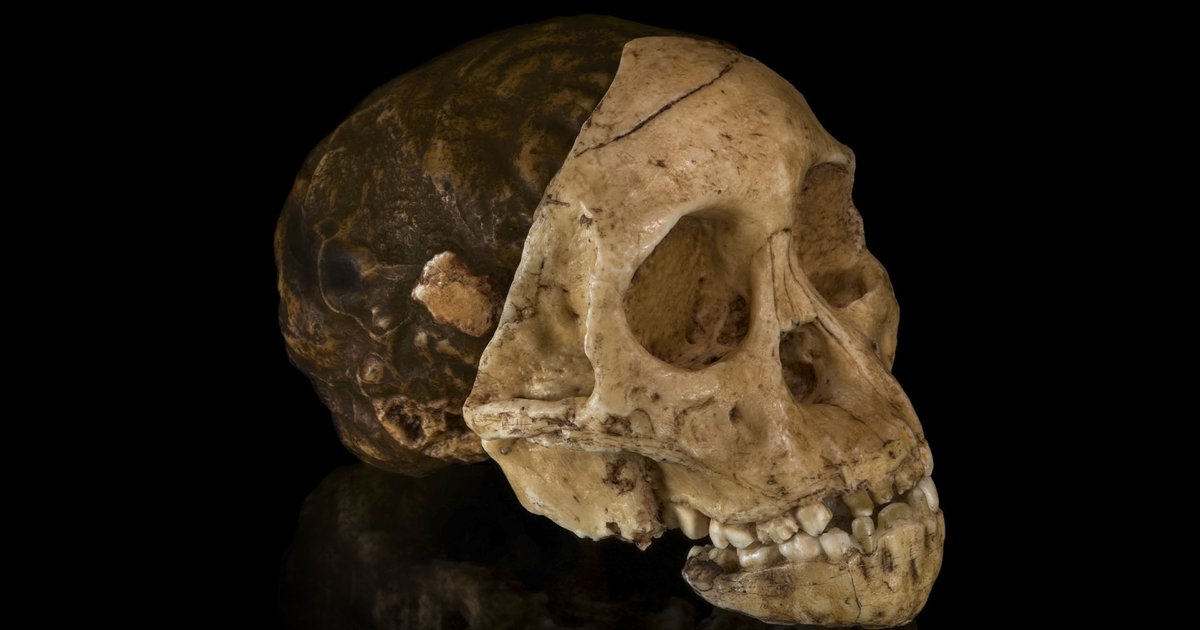 Ученые определили возраст знаменитой окаменелости «Ребенка Таунга»