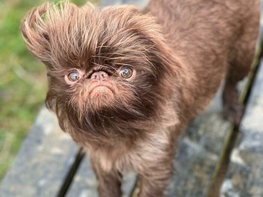 Pets.mail.ru Pets.mail.ru