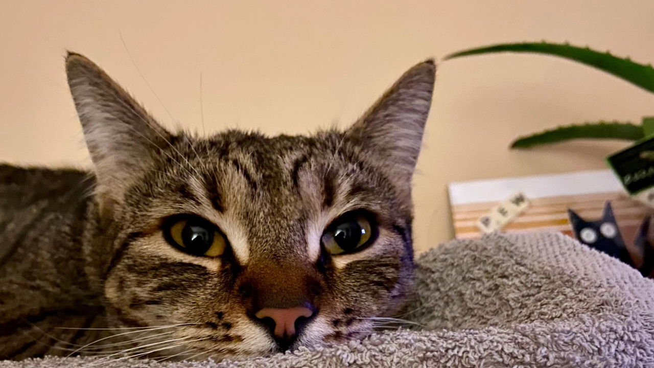 Кошка пришла на профессиональный массаж Кошка пришла на профессиональный массаж