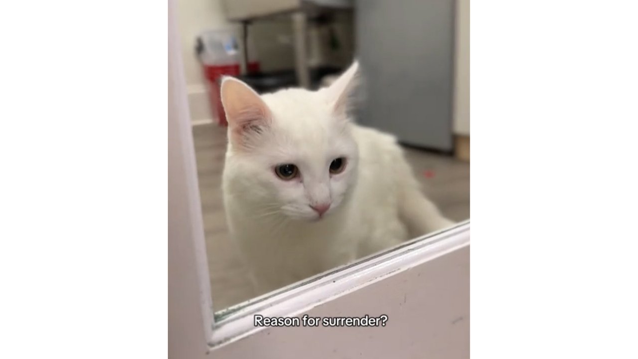 Кота сдали в приют: причина вас потрясет Кота сдали в приют: причина вас потрясет