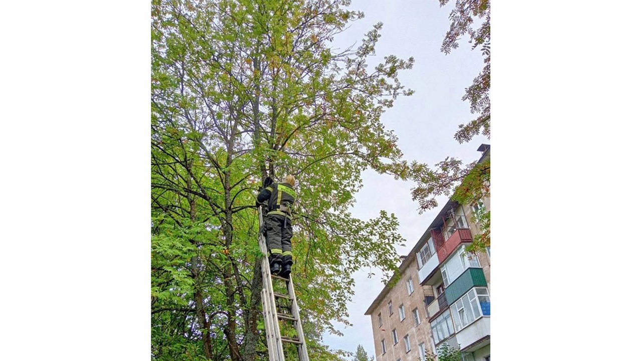 Под Тверью спасли кота, застрявшего между веток