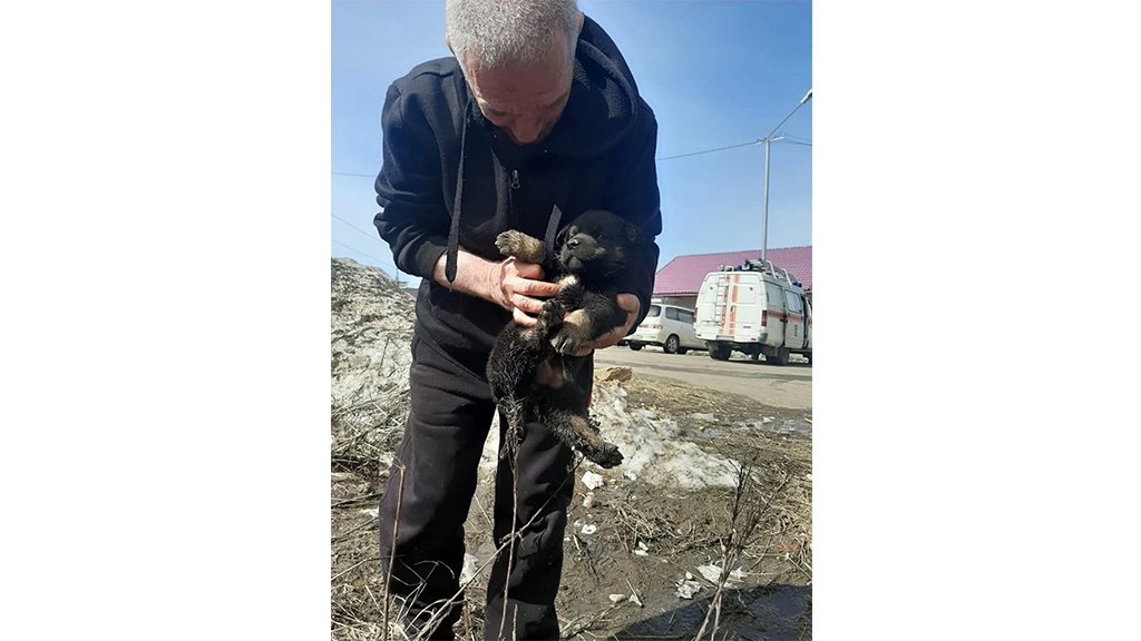 Щенок
