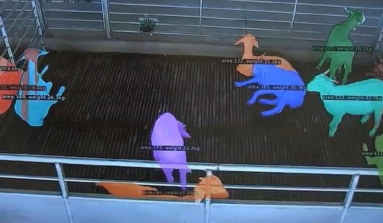 Технология распознавания лиц позволяет избежать инбридинга между козами на основе цветового кодирования. Источник: AsiaWire / dailymail.co.uk