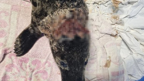 В Калининграде волонтеры спасают тюлененка с жуткой раной на голове