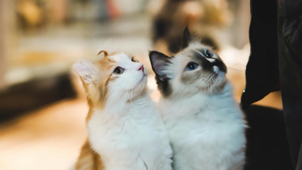 Кошки Кошки