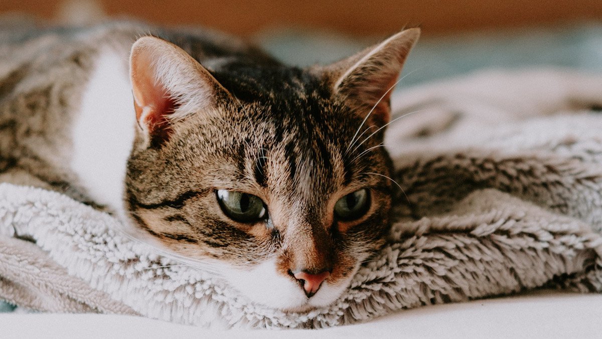 Абсцесс у кошки или кота: причины и лечение