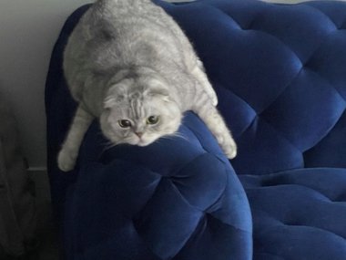 «Новый диван вызывает у нашего кота экзистенциальный кризис».