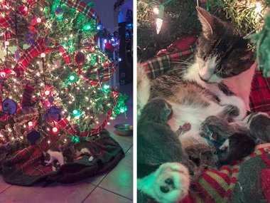 «Моя кошка решила родить котят прямо под елкой».