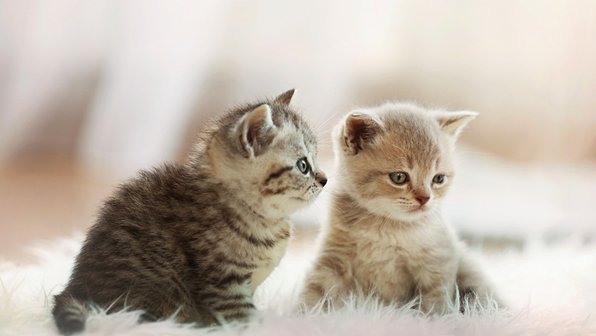 5 самых редких окрасов кошек