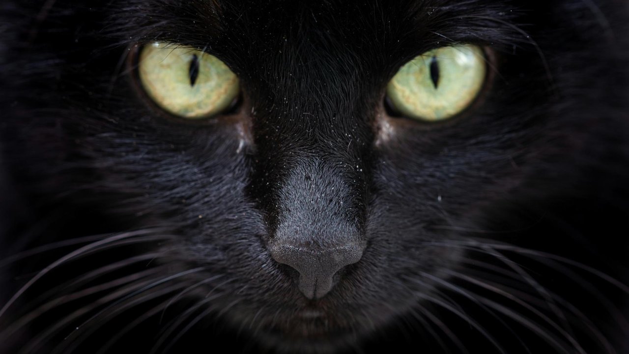 Черная кошка Черная кошка