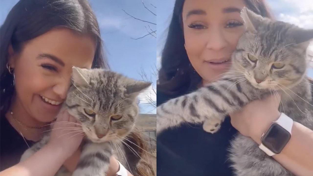 Кот вернулся домой Кот вернулся домой
