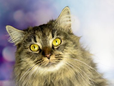 Котик по имени Игорь Котик по имени Игорь
