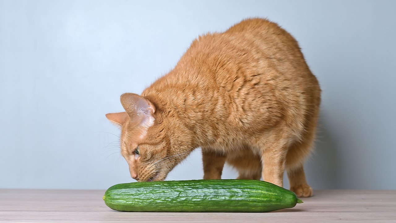 Кошка и огурец Кошка и огурец