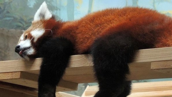 Московский зоопарк отправит зоолога в Китай. Там ее научат правильно обнимать панд