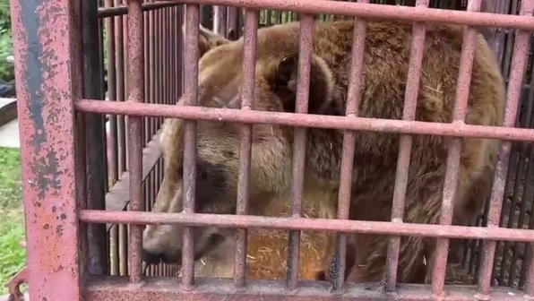 В Сочи спасенного из сафари-парка медведя Винни подготовили к переезду
