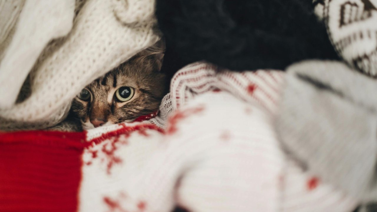 Кошка в вещах Кошка в вещах