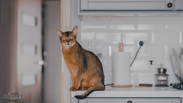 Воссозданные: породы кошек, которых ошибочно считают аборигенными