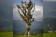 «Ходячее дерево» — это северная рата (Metrosiderosrobusta). Его высота превышает 30 м, а возраст не менее 150 лет.