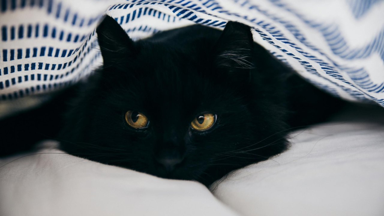 Черная кошка Черная кошка