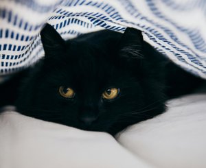 Черная кошка