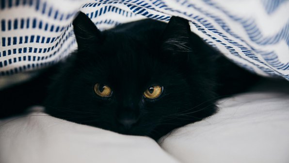 Темнее ночи: 10 причин влюбиться в черных кошек