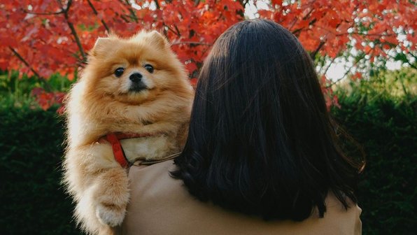 Личный опыт: что значит жить со шпицем