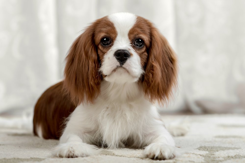 Кавалер-кинг-чарльз-спаниель - описание породы собак: характер, особенности  поведения, размер, отзывы и фото - Питомцы Mail.ru