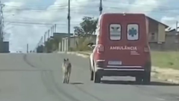 Пес всю дорогу бежал за скорой помощью, которая увезла хозяина