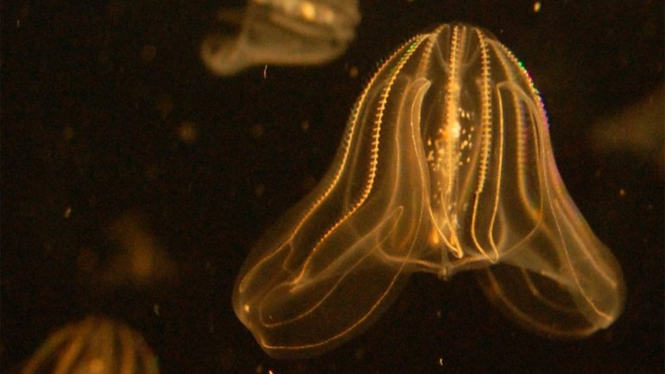 Морской орех (Mnemiopsis leidyi) в аквариуме Бостона