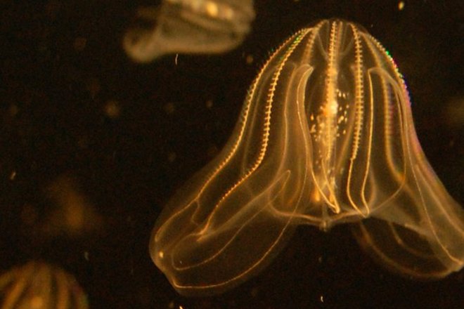 Морской орех (Mnemiopsis leidyi) в аквариуме Бостона