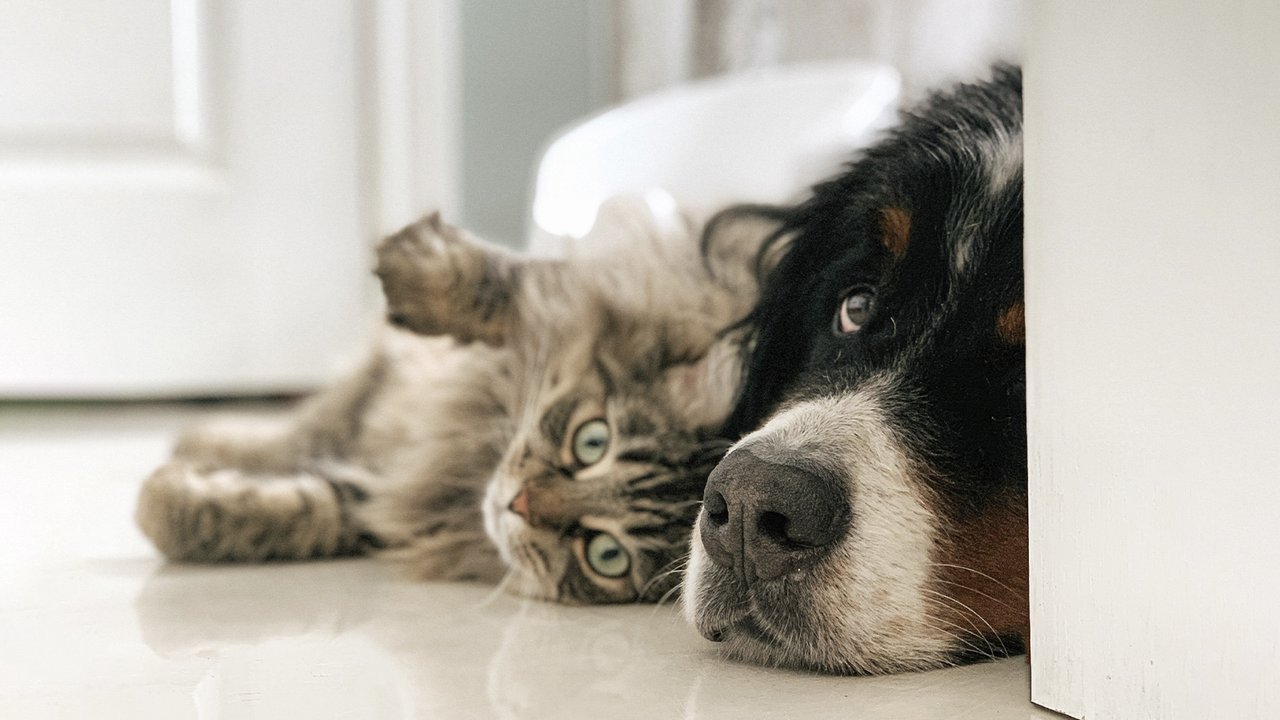 Собака и кот лежат вместе на полу