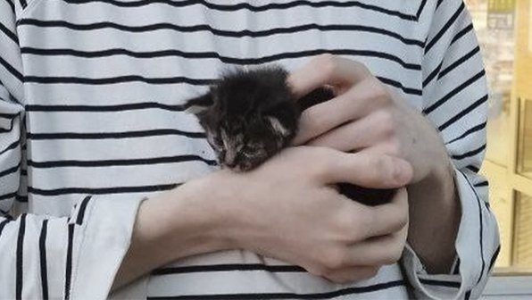 В Москве спасли котенка, который оказался на крыше магазина